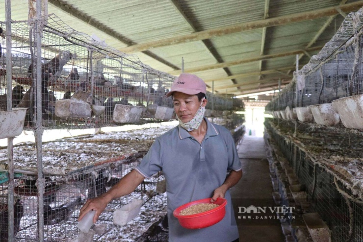 Chim bồ câu ăn 2 lần/ngày, thức ăn gồm cám và bắp. Ảnh: T.H.