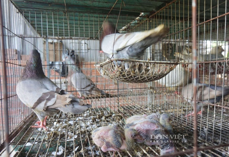 Khi đủ 25 ngày chim con đạt chuẩn cân nặng thì có thể xuất chuồng bán thương phẩm. Ảnh: T.H.