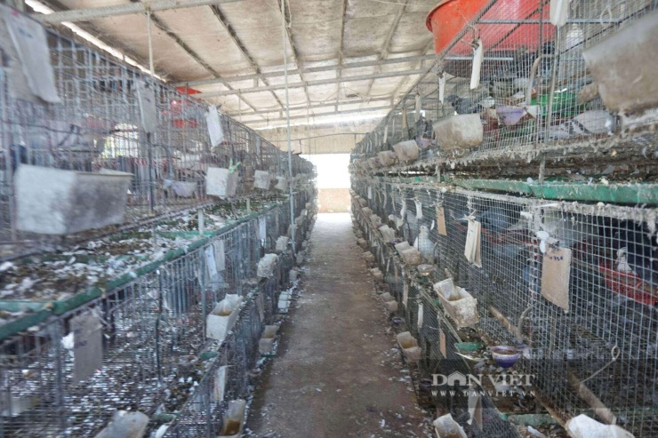 Ông Lai đang dự tính mở rộng thêm diện tích chuồng trại thêm 100m2, để nhân thêm tổng đàn. Ảnh: T.H.