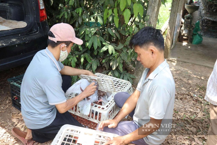 Các thương lái về tận trang trại của ông Lai để thu mua. Ảnh: T.H.