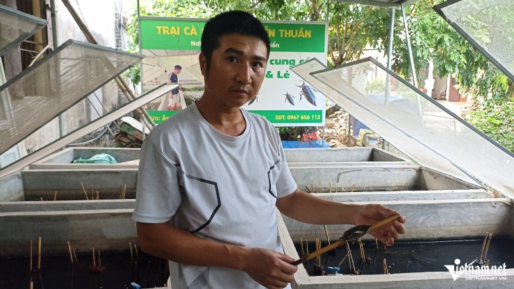Anh Nguyễn Đức Thuần bén duyên với mô hình nuôi cà cuống khi đến chơi nhà một người bạn.