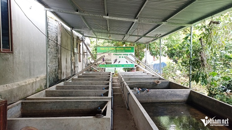 Sau nhiều lần thất bại, đến nay anh Thuần đã xây dựng hơn 10 bể xi măng để nuôi cà cuống bố mẹ, con giống và thương phẩm.