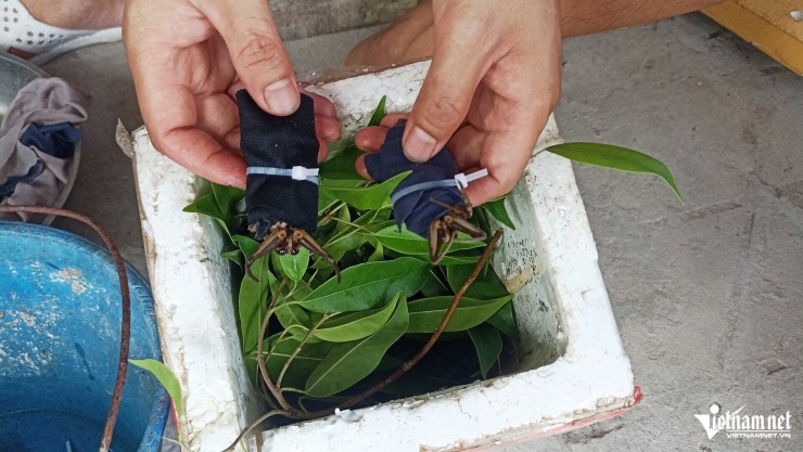 Cà cuống thương phẩm được anh Thuần đóng hàng cẩn thận gửi cho khách khắp các vùng miền.