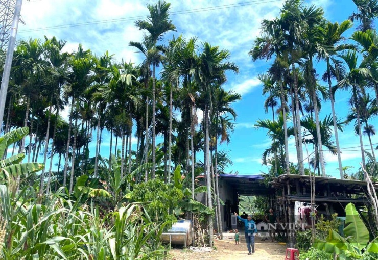 Vườn cau đẹp như trong chuyện cổ tích của gia đình lão nông Chu Văn Bách ở xã Quỳnh Sơn, tỉnh Nghệ An. Nhờ vườn cau này, gia đình lão nông mỗi năm thu về hàng trăm triệu đồng. Ảnh: N.H
