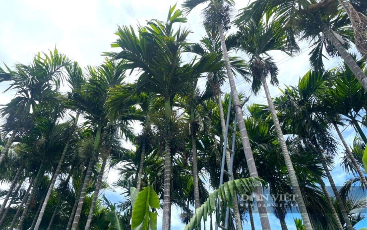 Vườn cau đẹp như trong chuyện cổ tích của gia đình lão nông Chu Văn Bách ở xã Quỳnh Sơn, tỉnh Nghệ An. Nhờ vườn cau này, gia đình lão nông mỗi năm thu về hàng trăm triệu đồng. Ảnh: N.H