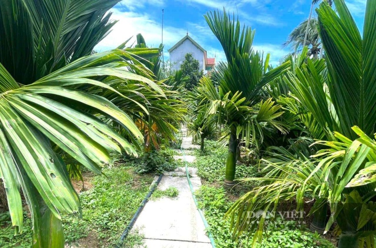 Vườn cau đẹp như trong chuyện cổ tích của gia đình lão nông Chu Văn Bách ở xã Quỳnh Sơn, tỉnh Nghệ An. Nhờ vườn cau này, gia đình lão nông mỗi năm thu về hàng trăm triệu đồng. Ảnh: N.H