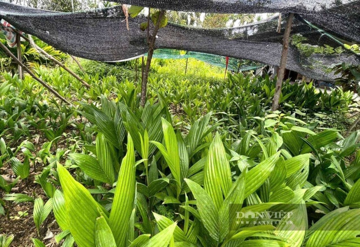 Ngoài bán quả cau, ông Bách ở xã Quỳnh Sơn, tỉnh Nghệ An còn ươm cây cau giống để bán cho bà con trong vùng. Cây cau giống của ông Bách khỏe, phát triển nhanh nên bà con rất tin tưởng. Ảnh: N.H