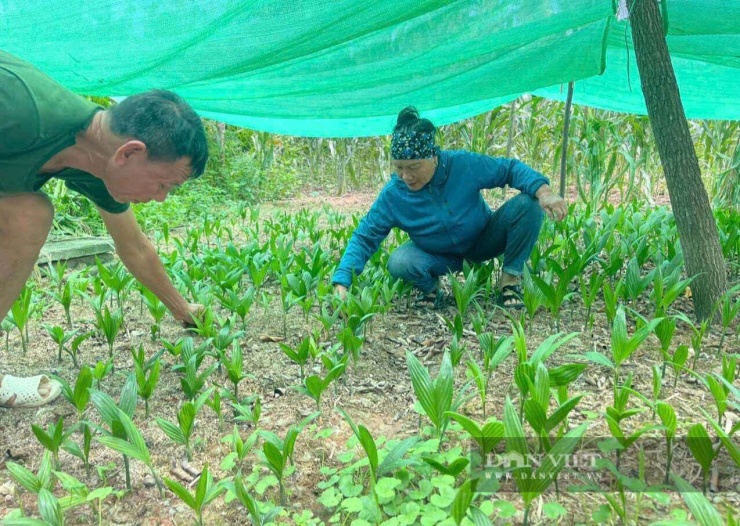 Ngoài bán quả cau, ông Bách ở xã Quỳnh Sơn, tỉnh Nghệ An còn ươm cây cau giống để bán cho bà con trong vùng. Cây cau giống của ông Bách khỏe, phát triển nhanh nên bà con rất tin tưởng. Ảnh: N.H