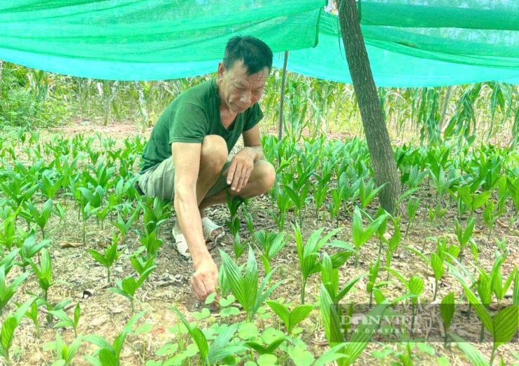 Ngoài bán quả cau, ông Bách ở xã Quỳnh Sơn, tỉnh Nghệ An còn ươm cây cau giống để bán cho bà con trong vùng. Cây cau giống của ông Bách khỏe, phát triển nhanh nên bà con rất tin tưởng. Ảnh: N.H