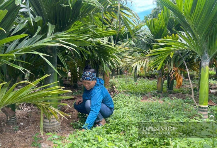 Thời gian tới, gia đình ông Bách tiếp tục mở rộng diện tích trồng cây cau. Đồng thời hướng dẫn kỹ thuật để bà con trong vùng phát triển loại cây này. Ảnh: N.H