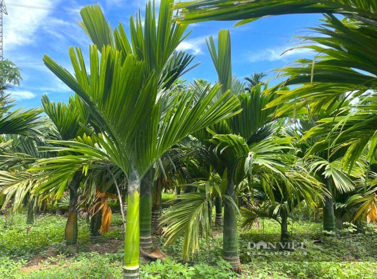 Thời gian tới, gia đình ông Bách tiếp tục mở rộng diện tích trồng cây cau. Đồng thời hướng dẫn kỹ thuật để bà con trong vùng phát triển loại cây này. Ảnh: N.H
