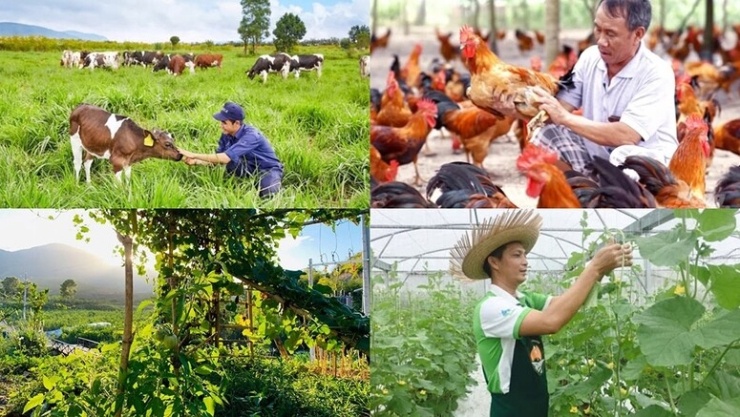 Hoạt động chăn nuôi sẽ chịu sự điều chỉnh của nhiều quy định mới về xử phạt vi phạm hành chính từ tháng 8/2026