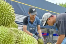 Quy định mới về cấp mã số vùng trồng sầu riêng