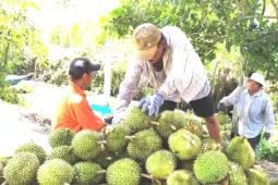 Mã số vùng trồng sầu riêng: Cách nào tránh cảnh 'cha chung không ai khóc'?