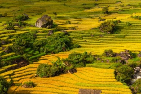 Nậm Cang vào mùa lúa chín