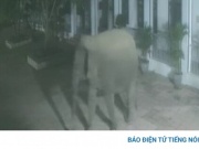 Voi rừng đi vào khu vực trường học Huổi Một ở Sơn La