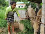 Con đặc sản to nặng cả tạ này chỉ nhai cỏ, ăn lá, ở một xã của Lạng Sơn, dân nuôi thành công, khấm khá lên hẳn