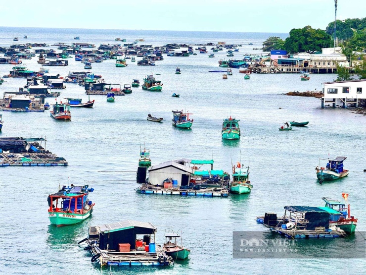  Một góc làng bè nuôi cá ở Hòn Nghệ. Ảnh: Hồng Cẩm