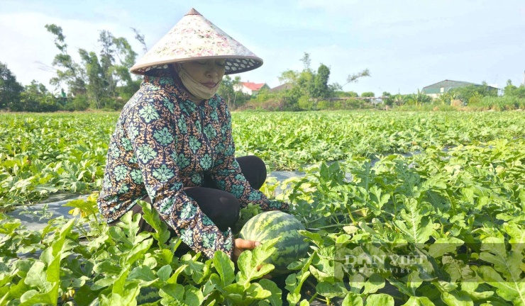 Người dân xã Đông Lộc, tỉnh Nghệ An phấn khởi khi cây dưa hấu Thái Lan cho quả to, ngọt lịm. Cây dưa hấu Thái Lan đang giúp người dân nơi đây thu về hàng trăm triệu đồng. Ảnh: N.T