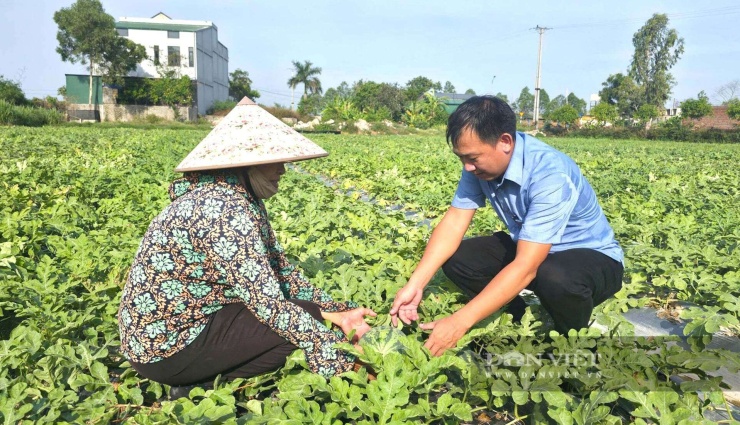 Ông Nguyễn Bá Cường - Chủ tịch Hội Nông dân xã Đông Lộc, tỉnh Nghệ An kiểm tra năng suất, chất lượng quả dưa hấu Thái Lan khi trồng trên đất cát. Ảnh: N.T