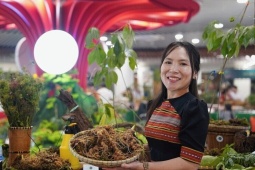 Củ sâm Ngọc Linh 9 lạng giá 725 triệu đồng