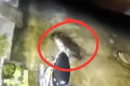 Truy tìm con chó 20kg lao vào tấn công bé trai 6 tuổi ở Đồng Nai