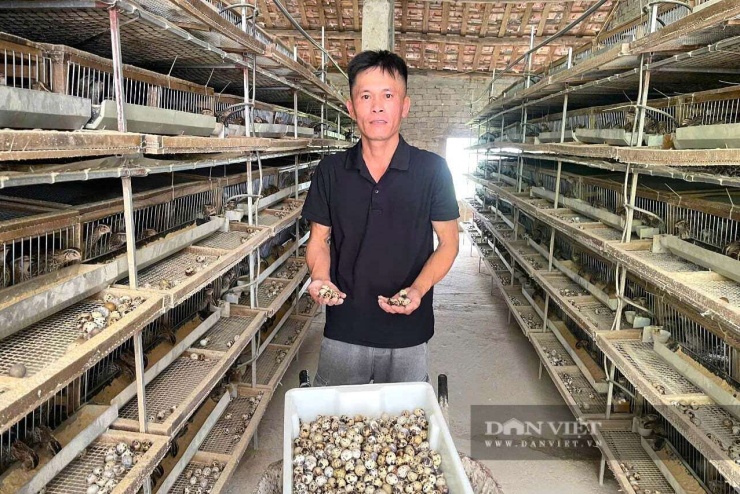 Anh Dũng ở xã Quỳnh Văn, tỉnh Nghệ An cải tạo chuồng lợn cũ thành trang trại nuôi 1 vạn con chim cút. Đàn chim cút ăn khỏe, đẻ đều mang lại thành công cho anh Dũng. Ảnh: N.T