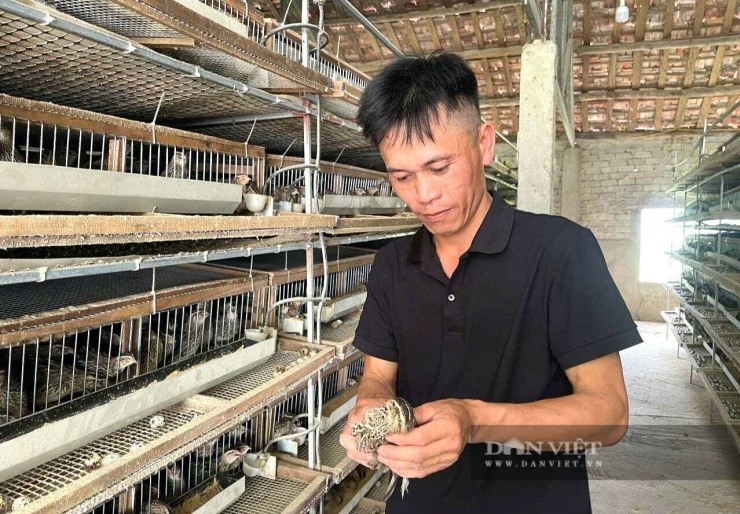 Anh Dũng ở xã Quỳnh Văn, tỉnh Nghệ An "khám sức khỏe" hàng ngày cho đàn chim cút. Hệ thống chuồng trại hiện đại giúp đàn chim cút phát triển tốt, đẻ trứng đều. Ảnh: N.T