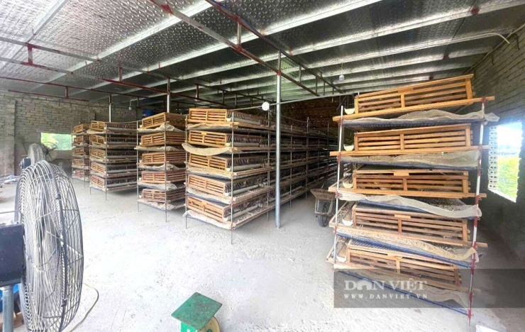 Anh Dũng ở xã Quỳnh Văn, tỉnh Nghệ An "khám sức khỏe" hàng ngày cho đàn chim cút. Hệ thống chuồng trại hiện đại giúp đàn chim cút phát triển tốt, đẻ trứng đều. Ảnh: N.T