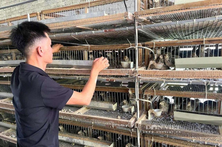 Anh Dũng ở xã Quỳnh Văn, tỉnh Nghệ An "khám sức khỏe" hàng ngày cho đàn chim cút. Hệ thống chuồng trại hiện đại giúp đàn chim cút phát triển tốt, đẻ trứng đều. Ảnh: N.T
