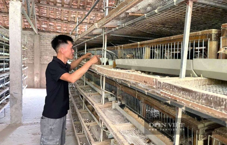 Hàng ngày, anh Dũng ở xã Quỳnh Văn, tỉnh Nghệ An nhặt trứng chim cút đến mỏi tay, mang lại thu nhập cao cho gia đình. Ảnh: N.T