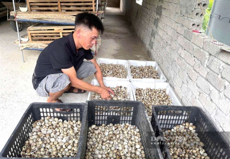 Hàng ngày, anh Dũng ở xã Quỳnh Văn, tỉnh Nghệ An nhặt trứng chim cút đến mỏi tay, mang lại thu nhập cao cho gia đình. Ảnh: N.T
