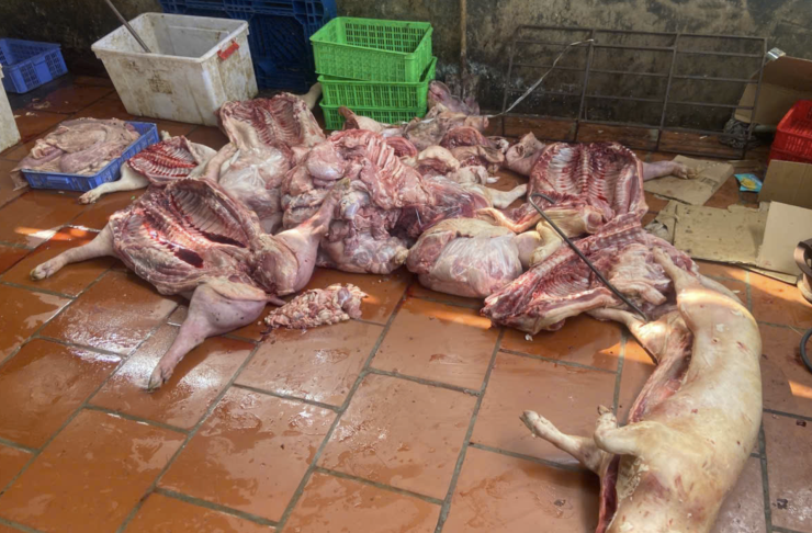 Cơ sở kinh doanh của ông N.T.K đang sơ chế gần 1 tấn thịt lợn bốc mùi hôi và mắc bệnh truyền nhiễm. Ảnh: DMS