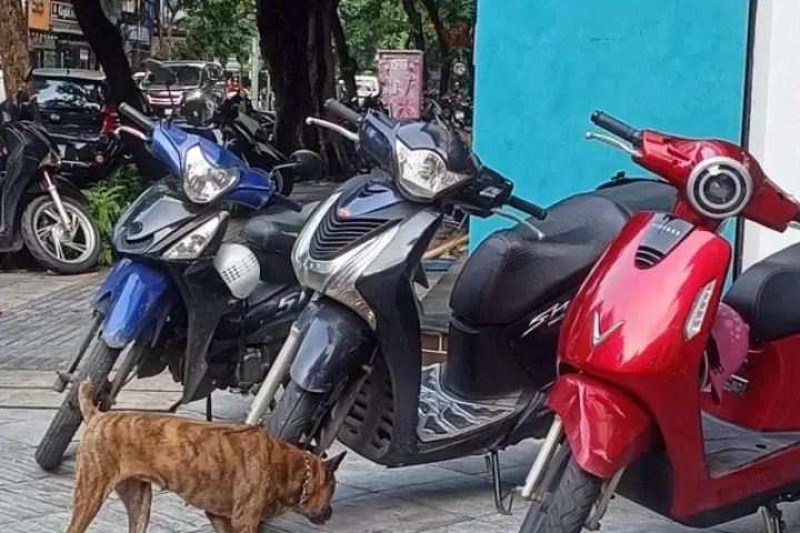 Phạt đến 2 triệu đồng, chó thả rông vẫn 'nhông nhông' ngoài đường và công viên