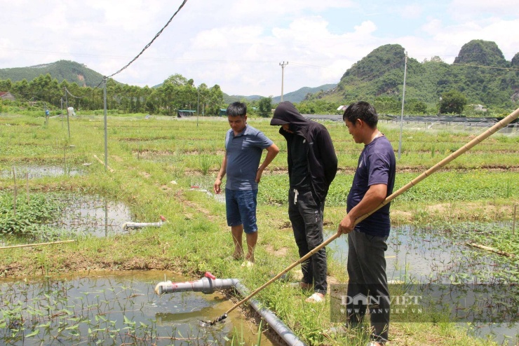 Năm 2026 anh Quảng (bên phải ảnh) đã đầu tư 600 triệu đồng để nuôi ốc nhồi thương phẩm. Ảnh: Hoàng Tính