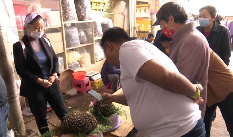 Nghề hái nấm đã giúp nhiều hộ gia đình tăng thu nhập gấp hàng chục lần nhờ mô hình khoán rừng bền vững. Ảnh: Yunnan Gateway