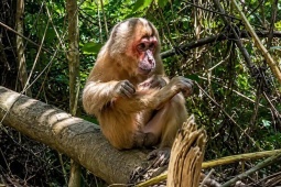 Chuyện lạ giữa rừng Pù Mát: Khỉ mặt đỏ đi theo đoàn kiểm lâm