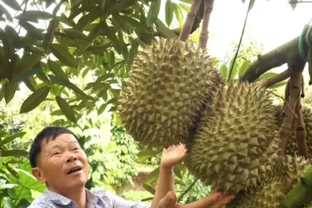 Để nông sản tỷ đô không vỡ trận xuất khẩu - Kỳ 2: Lộ 'miếng bánh' béo bở