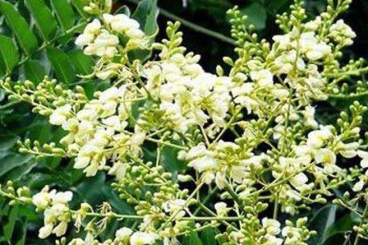 Loại nụ hoa quen thuộc chứa rutin tốt cho mạch máu, bác sĩ lưu ý không nên dùng theo 'truyền miệng'