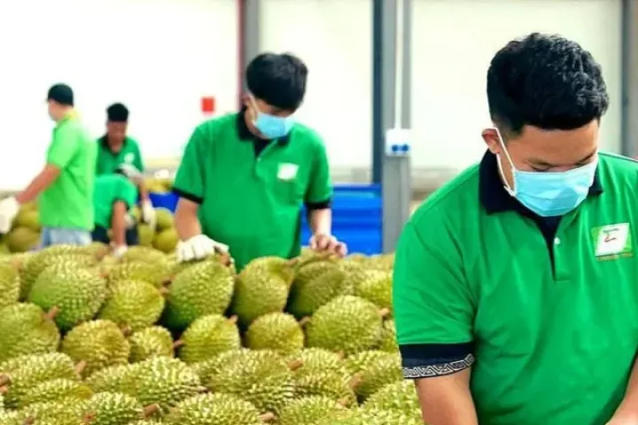 Cấp mã số vùng trồng: Chuyển từ 'xin - cho' sang tự chịu trách nhiệm