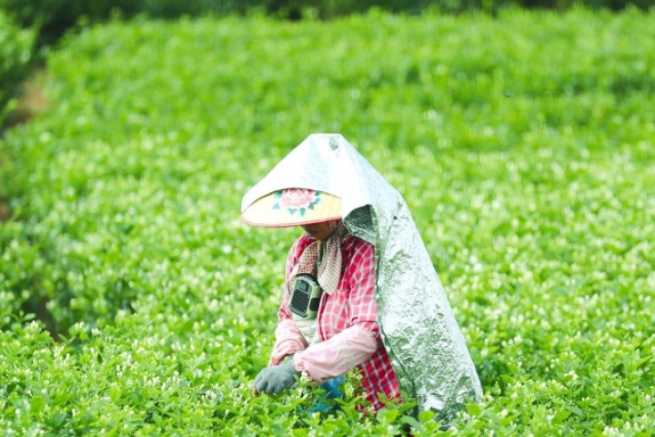 Loài hoa quen thuộc giúp cả vùng quê đổi đời, người dân sáng hái tối có tiền