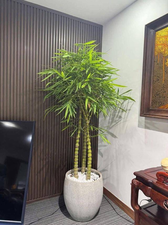Những loại cây nên trồng trong tháng 7 âm lịch để tăng sinh khí và bình an cho gia đình - 4