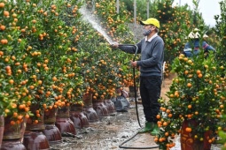 Hai phương án nghỉ Tết Đinh Mùi