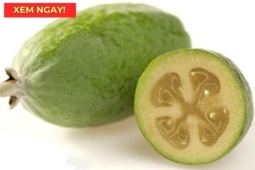 Tin tức sức khỏe - “Siêu trái cây” chứa hàm lượng vitamin C cao vượt trội, rất tốt cho hô hấp!
