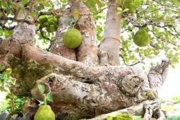 "Thỉnh" cây cổ thụ là một cây mít lên ngự chậu đẹp, "báu vật" hiếu kỳ, người hỏi mua liên tục, chủ ở Bắc Ninh chưa bán