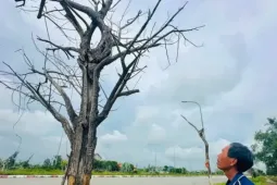 Hai dự án cây xanh chưa bàn giao, hàng trăm cây đã chết khô
