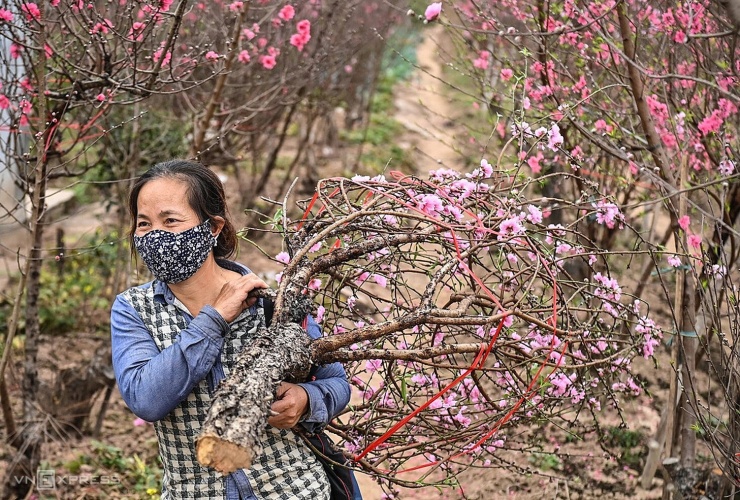 Hoa đào Nhật Tân, Hà Nội chuẩn bị xuống phố những ngày cận Tết Nguyên đán. Ảnh: Giang Huy