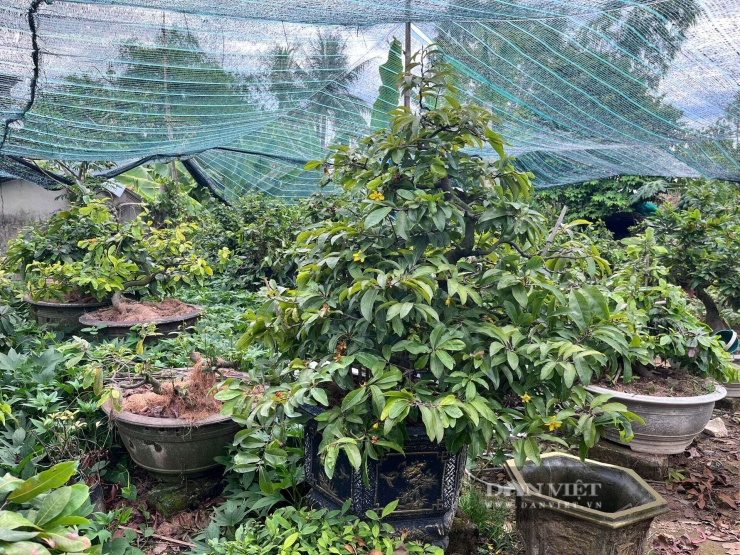 Nhiều cây hoàng mai với kích cỡ, kiểu dáng khác nhau được chăm sóc tại nhà vườn của anh Nguyễn Phi Trường. Ảnh: Thùy Trinh.&nbsp;