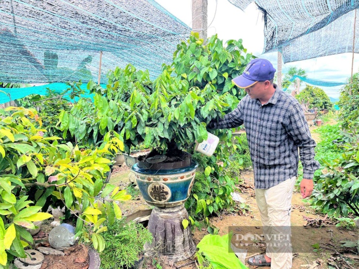 Anh Nguyễn Phi Trường chăm sóc một chậu hoàng mai tại nhà vườn của mình. Ảnh: Thùy Trinh.&nbsp;