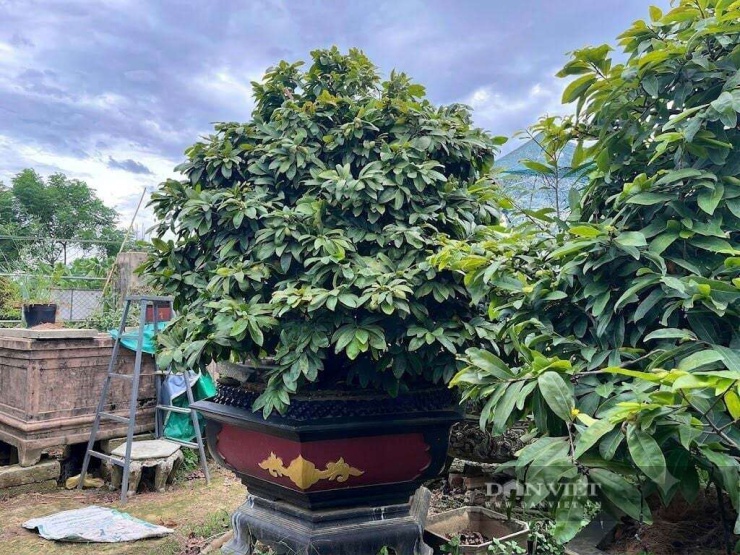 Những cây hoàng mai Huế lâu năm có giá trị kinh tế cao nhờ quá trình chăm sóc và tạo dáng kéo dài nhiều năm. Ảnh: Thùy Trinh.&nbsp;